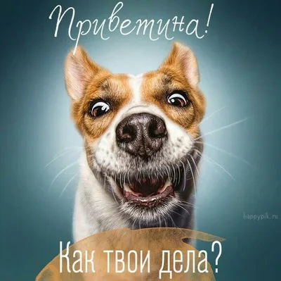 Pin by bos on привет | Animals, Just smile, Funny