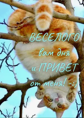 Прикольные и смешные гифки \"Доброго утра!\" (100+)