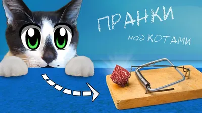 Прикольные картинки «Привет» - Скачать (58 шт.)