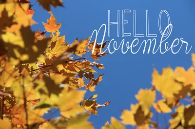 Hello november cute and awesome illustration 14017642 Vector Art at Vecteezy