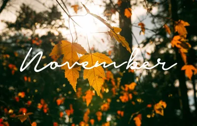 Hello November! – Tenderleaf Toys