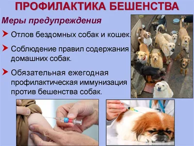 Памятка по профилактике бешенства