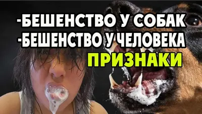 Бешенство у собак: признаки, симптомы, как проявляется и передается: как  понять, что собака бешеная?