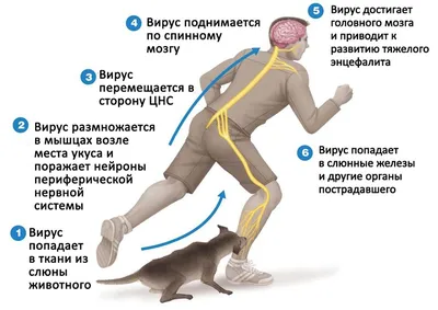 https://360tv.ru/news/zdorove/nazvany-tipichnye-priznaki-projavlenija-beshenstva-u-zhivotnyh/