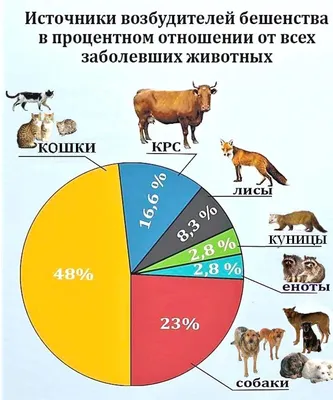 Эксперт: В Псковской области в этом году зафиксирован только один случай  бешенства