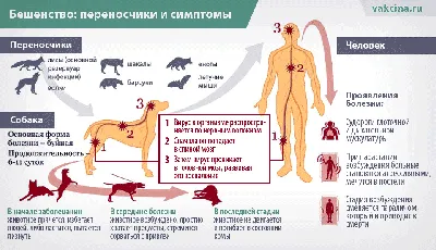 Симптомы и профилактика бешенства у собак