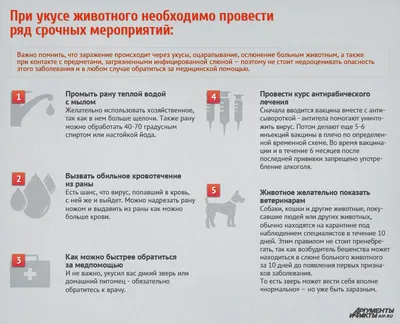 Почему животным необходима прививка от бешенства?