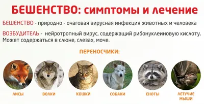 Бешенство у собак - ЗооПорт