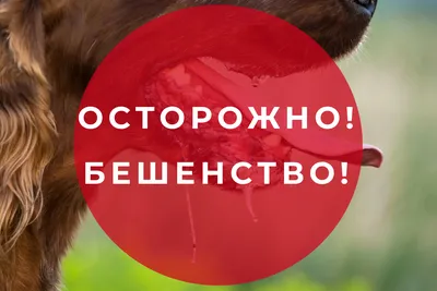 Бешенство - ТОГБУЗ «Городская больница им. С.С.Брюхоненко г. Мичуринска»