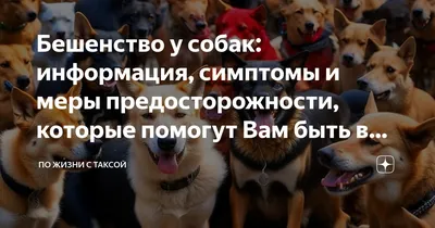 Бешенство – смертельная опасность. Что делать, если укусила собака или  другое животное?