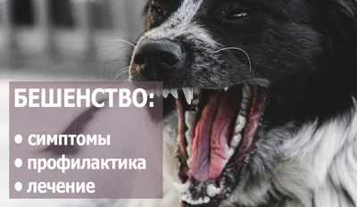 Бешенство у собак и кошек: симптомы, первые признаки, профилактика и  вакцинация