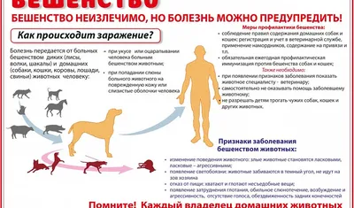 Осторожно бешенство!