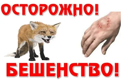 Бешенство у собак: информация, симптомы и меры предосторожности, которые  помогут Вам быть в безопасности | По жизни с Таксой | Дзен