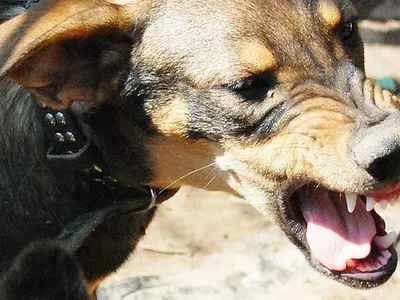 Болезни собак и их симптомы 🐶 – лечение и профилактика – ProPlan.ru
