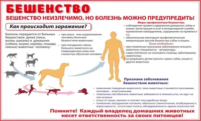 Вакцинация от бешенства собак