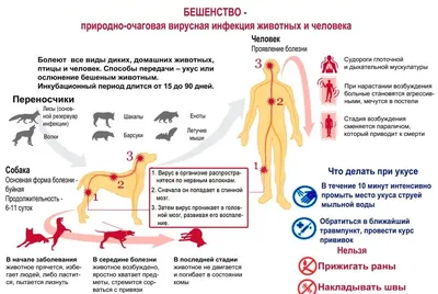 Животные_в_ЧС У меня ВОПРОС: Куда вернётся ЗЕВС и 11 собак,после прибывания  в вет .службе через.. | ВКонтакте