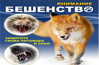 Бешенство у собак: информация, симптомы и меры предосторожности, которые  помогут Вам быть в безопасности | По жизни с Таксой | Дзен