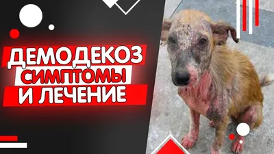 Подкожный клещ у собак: причины, симптомы, лечение, профилактика демодекоза  у собак