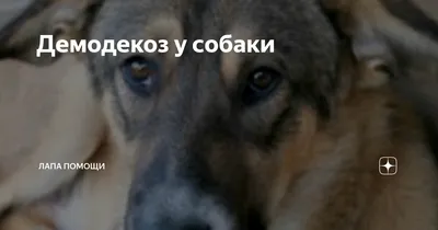 Признаки и способы лечения подкожного клеща у собак | Zoohub
