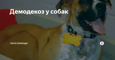 Демодекоз собак, диагностика и лечение • Голованова Н.В.