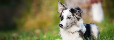 Лишай у собак 🐶 – виды, симптомы и признаки заражения питомца