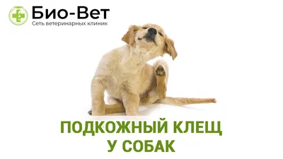 Демодекоз у собак и кошек