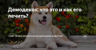 Демодекоз у собак: причины, симптомы - Bravecto RU