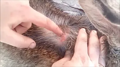 Подкожные клещи у кошек - симптомы, диагностика, лечение - Сеть  Ветеринарных Центров \"МЕДВЕТ\"