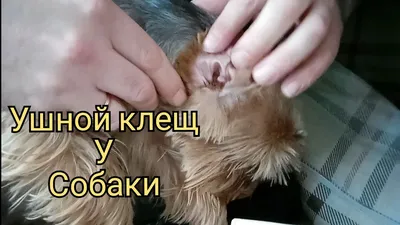 Ушной клещ у собаки | Симптомы, лечение и профилактика