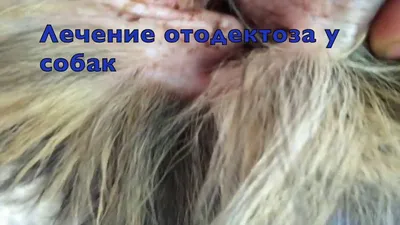 Ушной клещ у кошек: лечение эффективными препаратами