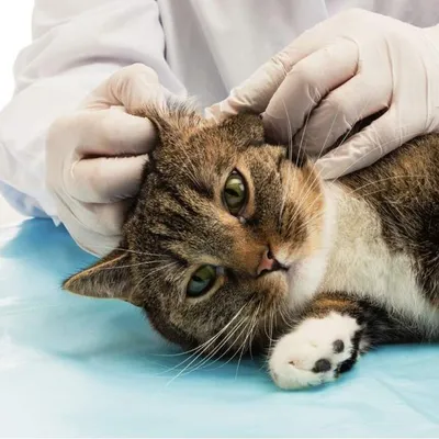 Ушной клещ у собаки: симптомы, причины и лечение | Royal Canin UA