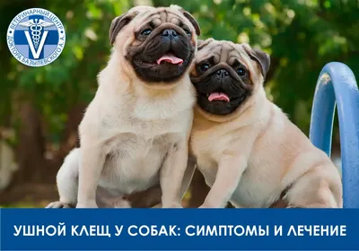 Ушной клещ у собак - YouTube