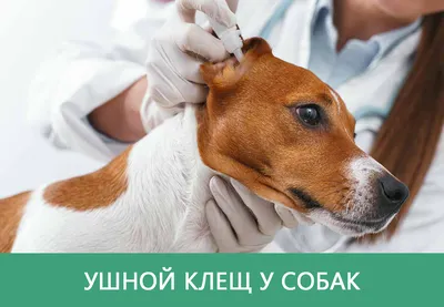 Ушной клещ у собаки | Симптомы, лечение и профилактика