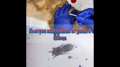 Ушной клещ у собак: симптомы и лечение - Питомцы Mail.ru