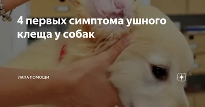 Ушной клещ у собак: симптомы и лечение - Питомцы Mail.ru