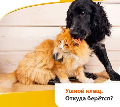 Ушной клещ у собаки | Симптомы, лечение и профилактика