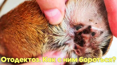 Отиты у собак | ветклиника АйбиВЕТ