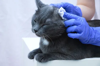 Ушной клещ у кошек: как выглядит отодектоз на фото, чем лечить, препараты