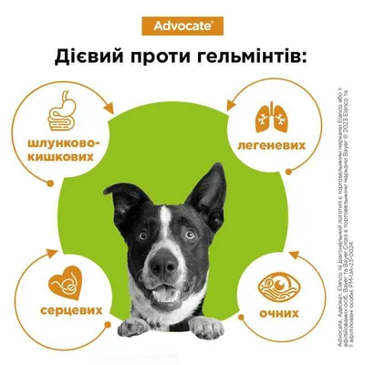 Ушной клещ у кошек: симптомы, лечение и профилактика