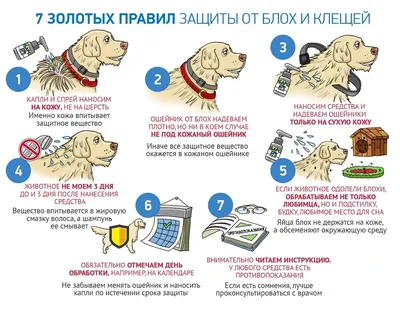 Как лечить ушного клеща у кота — советы ветеринара, препараты