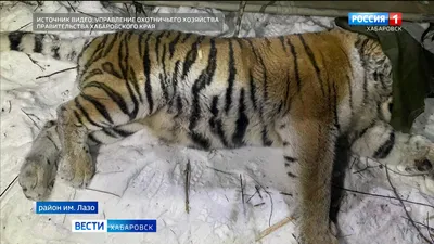Щенок помесь джек рассел терьер и дворняжки, девочка в добрые руки в  Хабаровске, цена: 0 объявление №61370 от 18.12.2023 | Собаки в Хабаровске |  Авеланго