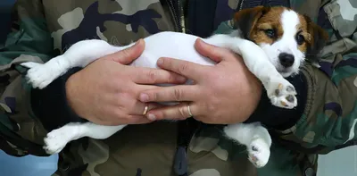 Жителей Хабаровского края предупредили о поддельных вакцинах для собак и  кошек