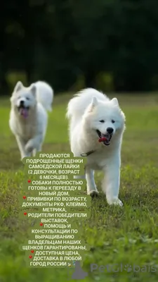 Продам собаку шпиц в Хабаровске, померанский, Очень пушистые померашки,  Приучены — Доска объявлений УниДоски