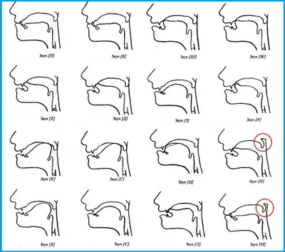 Профили артикуляции звуков в картинках фотографии