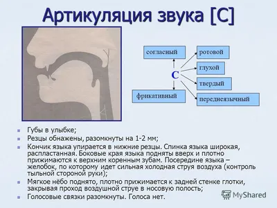 Артикуляция звуков в графическом изображении (логопедические  артикуляционные профили) - YouTube