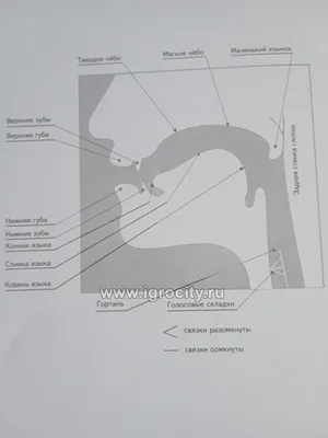 Фонетические условия образования гласных и согласных звуков и их уче