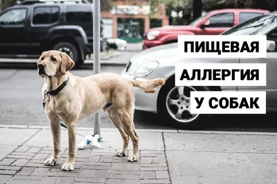 Пищевая аллергия у собак: признаки, симптомы, лечение, корм, диета