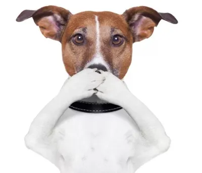 Лишай у собак 🐶 – виды, симптомы и признаки заражения питомца