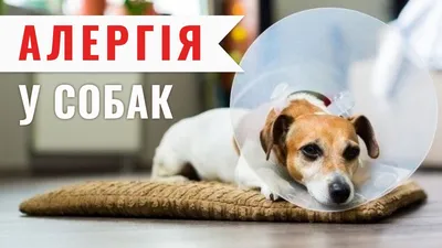 Аллергия у собак: диагностика и лечение