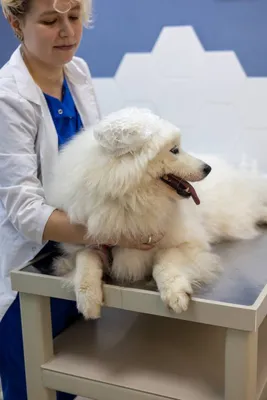 Собака чешется — что делать при сильном зуде у собаки — ProPlan.ru